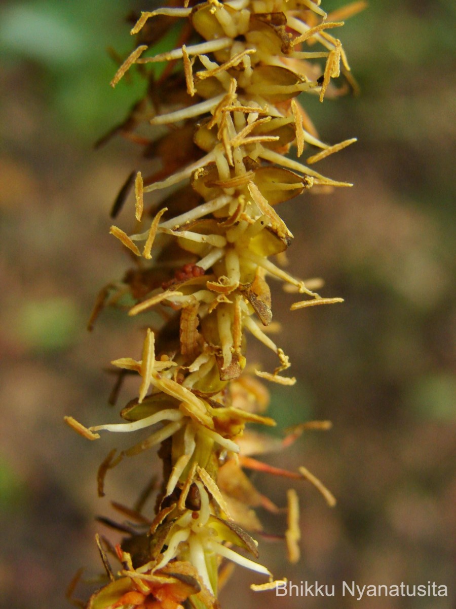 Calamus thwaitesii Becc.